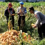 Polresta Malang Kota dan Gapoktan Panen 2,5 Ton Jagung
