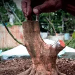Seni Menyambung Harapan: Proses Kreatif Bonsai yang Penuh Filosofi