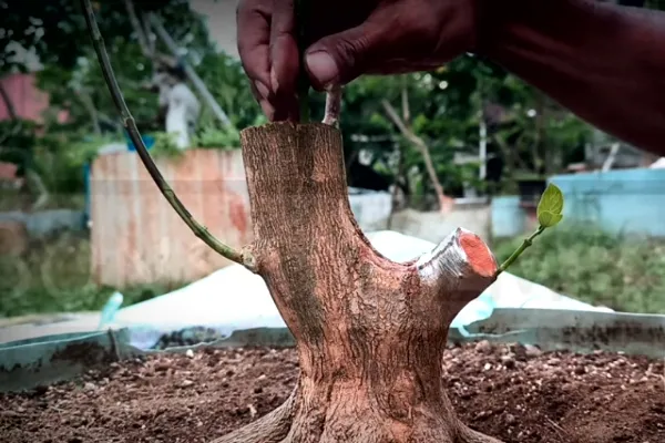 Seni Menyambung Harapan: Proses Kreatif Bonsai yang Penuh Filosofi