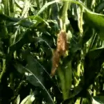 Produktivitas Jagung Bisi 18 Diuji dengan Teknologi Nano