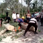 Angin Kencang Tumbangkan Pohon di Jalur Utama Bondowoso