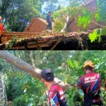 Angin Kencang Tumbangkan Pohon, Dua Rumah Warga Jambesari Rusak Ringan