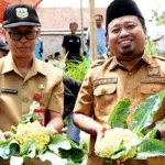 Panen Perdana Brokoli KAILA, Wabup Bondowoso Dukung Inovasi Petani Lokal