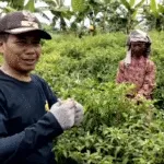 Kades Sumber Kokap Dorong Warga Tingkatkan Ekonomi Lewat Budidaya Cabai Rawit