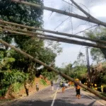 Rumpun Bambu Tumbang Akibat Angin Kencang di Wringin