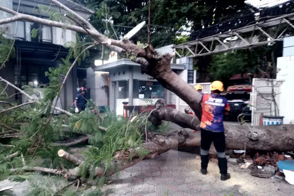 Angin Kencang Tumbangkan Pohon di Halaman SMPN 1 Bondowoso, BPBD Gerak Cepat Lakukan Penanganan