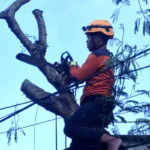 Angin Kencang Terjang Sekarputih, BPBD Bondowoso Gerak Cepat Tangani Pohon Tumbang yang Ancam Pengendara