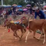 Klabang Bergema! Kerapan Sapi dan Ojung Bangkitkan Kembali Warisan Budaya Bondowoso