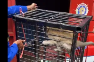 Damkar Bondowoso Evakuasi Monyet Peliharaan agar Tak Menarik Monyet Liar ke Permukiman