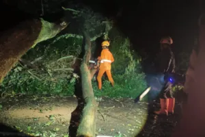 Angin Kencang Robohkan Pohon di Sumberwringin, BPBD Bondowoso Bergerak Cepat Atasi Jalan Tersendat