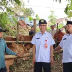 Bondowoso Kebut Suntik Massal Ternak, Wabup Pantau Langsung