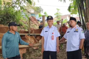 Bondowoso Kebut Suntik Massal Ternak, Wabup Pantau Langsung