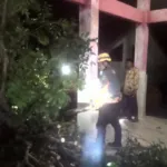 Angin Kencang Terjang Desa Jambewungu, Satu Pohon Tumbang Timpa Belakang Balai Desa