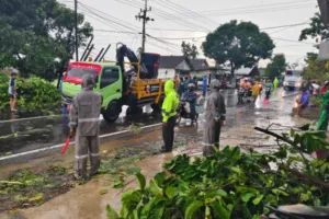 Polsek Kota Bondowoso Bergerak “Gercep”, Evakuasi Pohon Tumbang di Jalur Utama