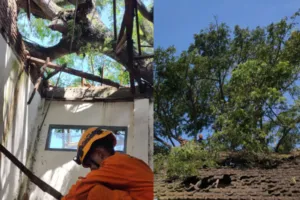 Angin Kencang Terjang SDN Jumpong, Dua Gedung Sekolah Rusak Akibat Pohon Tumbang