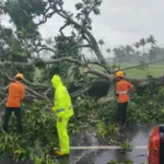 Angin Kencang Tumbangkan Pohon di Jambesari, Akses Jalan Raya Sumbersalam Sempat Tertutup