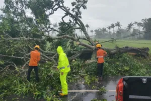 Angin Kencang Tumbangkan Pohon di Jambesari, Akses Jalan Raya Sumbersalam Sempat Tertutup