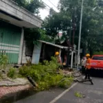 Angin Kencang Tumbangkan Pohon di Kota Kulon Bondowoso, BPBD Bergerak Cepat Lakukan Evakuasi