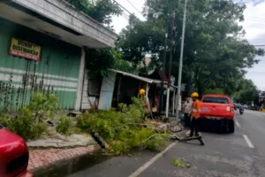 Angin Kencang Tumbangkan Pohon di Kota Kulon Bondowoso, BPBD Bergerak Cepat Lakukan Evakuasi