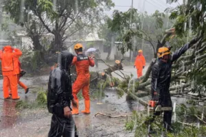 Angin Kencang Tumbangkan Pohon di Tegalampel, BPBD Bondowoso Bergerak Cepat