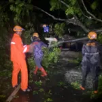 Angin Kencang Terjang Wisata Arak-arak Bondowoso, BPBD Bergerak Cepat Evakuasi Pohon Tumbang