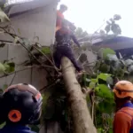 Cuaca Ekstrem Hantam Bondowoso, Pohon Jati Tumbang Timpa Gudang Warga