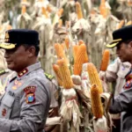 Panen Raya Jagung di Banyuwangi, Komitmen Jatim Kawal Swasembada Pangan Nasional