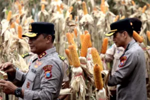 Panen Raya Jagung di Banyuwangi, Komitmen Jatim Kawal Swasembada Pangan Nasional
