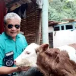 Inseminasi Buatan di Curahdami Dongkrak Kualitas Ternak Sapi Bondowoso