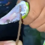 Sigap! Damkar Bondowoso Evakuasi Ular Viper Hijau di Halaman Rumah Warga Badean