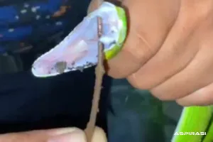 Sigap! Damkar Bondowoso Evakuasi Ular Viper Hijau di Halaman Rumah Warga Badean