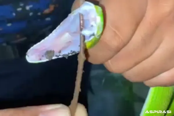 Sigap! Damkar Bondowoso Evakuasi Ular Viper Hijau di Halaman Rumah Warga Badean