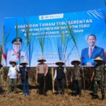 Panen Perdana Tebu Bongkar Ratoon 2026, Bondowoso Gaspol Kejar Swasembada Gula Nasional