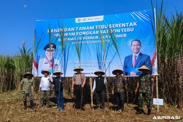 Panen Perdana Tebu Bongkar Ratoon 2026, Bondowoso Gaspol Kejar Swasembada Gula Nasional