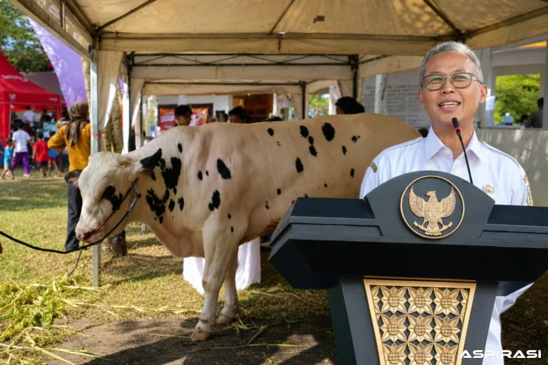 Setelah Enam Tahun Vakum, Kontes Ternak Bondowoso 2026 Kembali Digelar, Peternak Sambut Antusias
