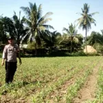 Polisi Turun ke Sawah, Polsek Klabang Tanam Jagung untuk Perkuat Ketahanan Pangan