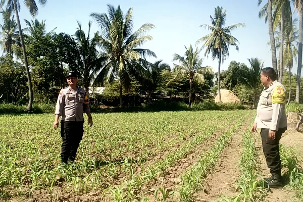 Polisi Turun ke Sawah, Polsek Klabang Tanam Jagung untuk Perkuat Ketahanan Pangan