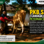 Pastikan Sapi Bunting! Disnakkan Bondowoso Tekankan Pentingnya PKB