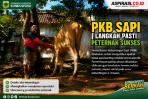Pastikan Sapi Bunting! Disnakkan Bondowoso Tekankan Pentingnya PKB