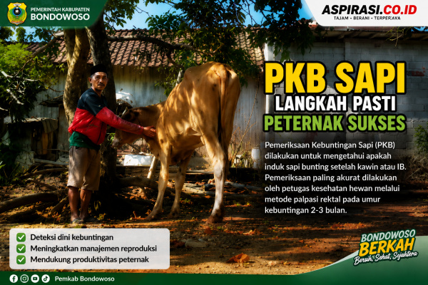 Pastikan Sapi Bunting! Disnakkan Bondowoso Tekankan Pentingnya PKB