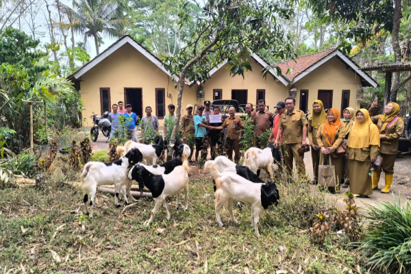 Bukan Sekadar Bagi Kambing! Disnakkan Bondowoso Bidik Penguatan Ekonomi Peternak