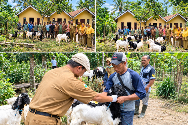 29 Kambing PE Mengalir ke Peternak Bondowoso, 26 Betina Jadi Modal Pengembangan