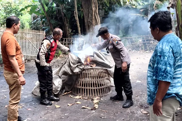 Polisi Bongkar Arena Sabung Ayam di Balongbendo, Sidoarjo
