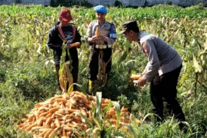 Polresta Malang Kota dan Gapoktan Panen 2,5 Ton Jagung