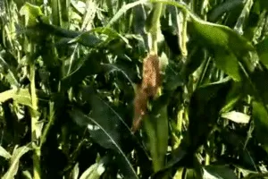 Produktivitas Jagung Bisi 18 Diuji dengan Teknologi Nano