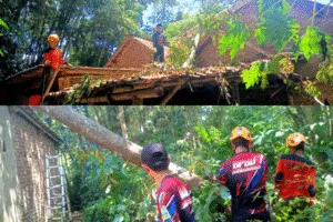 Angin Kencang Tumbangkan Pohon, Dua Rumah Warga Jambesari Rusak Ringan