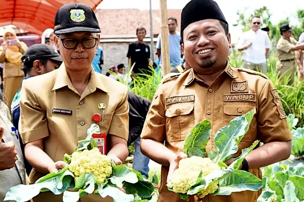 Panen Perdana Brokoli KAILA, Wabup Bondowoso Dukung Inovasi Petani Lokal