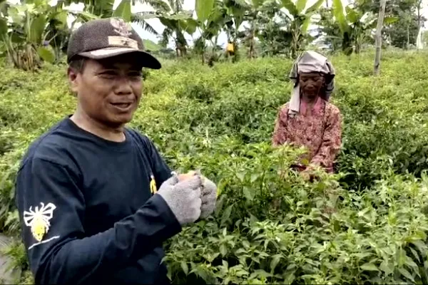 Kades Sumber Kokap Dorong Warga Tingkatkan Ekonomi Lewat Budidaya Cabai Rawit