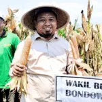 Jagung Melimpah, Bondowoso Jadi Penopang Pangan Indonesia