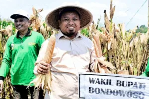 Jagung Melimpah, Bondowoso Jadi Penopang Pangan Indonesia